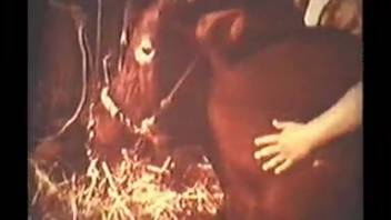 Intense animal depravities in alluring retro bestiality