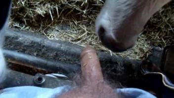 Dude's dick gets licked by a very sexy animal