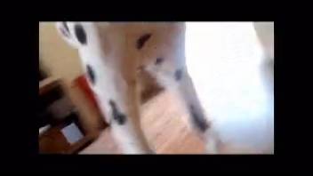 Filthy Dalmatian receives an excellent manual stimulation in front of the camera