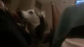 Furry-dicked guy deepthroats a lustful wild woman