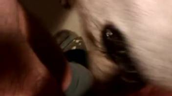 Small penis guy satisfying a super hot beast right here