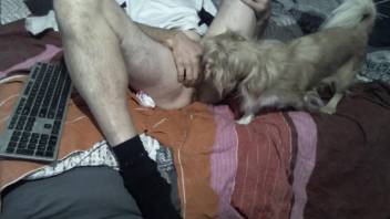 Bald dude gets his dick sucked by a small doggo