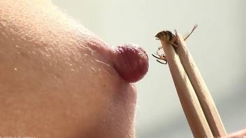 Sexy bee stinging the delicious nipple right here