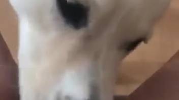 First-person oral session featuring a naughty canine in POV