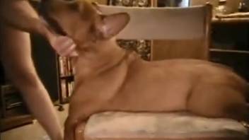 Amateur dude with a massive dick controls his perverted pet