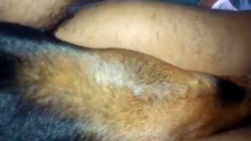 Submissive canine masters the art of deepthroating a man's shaft