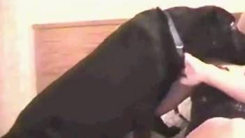 Aroused woman gets laid with the dog and reaches orgasm