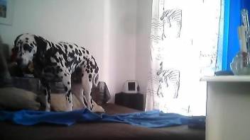 Dalmatian doggo is filmed by a perverted zoophile