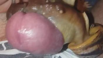 Dude gets his cock covered in snail goo (POV XXX)