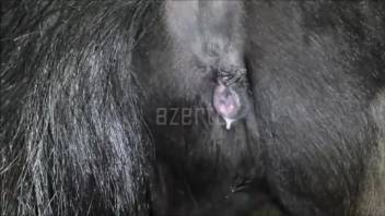 Guy with huge nuts banging an ebony chick doggy style