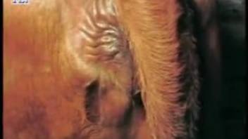 Mare's vagina deeply penetrated by a man's cock