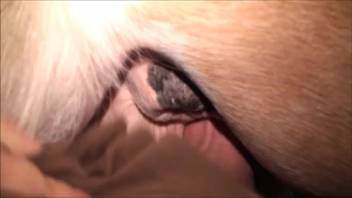 Guy with a bulging-veined dick pounding a female horse's damp slit