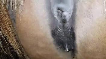Sexy horse pussy gets creampied by an assertive guy