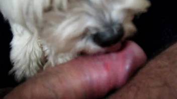 Hot dick being tongued by an even hotter canine