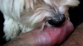 Cute little doggo is licking a dick like a pro