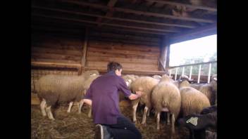 Hot dude fooling around with a sheep's vagina on webcam
