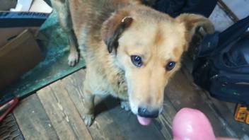 Naughty canine orally pleasures this guy's shaft in a point-of-view clip.