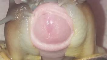 Mollusks stimulating an alluring cock on camera