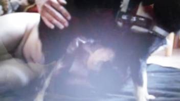 Plump guy sucking off a perverted pooch on webcam