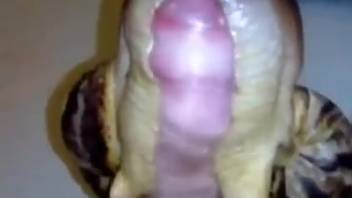 Two promiscuous women sharing one cock in a steamy film