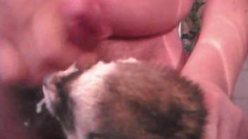 Fat dude gives this sexy ferret a nice facial