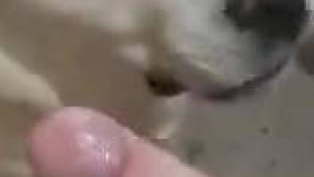 Dude plants his penis in this dog's pretty mouth