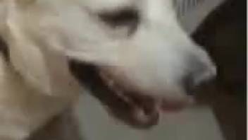 Guy thrusts his cock into that canine's adorable mouth