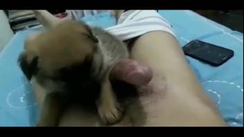 Hot sub girl tonguing a dude's dick in point-of-view footage