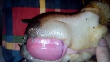 Dude lets two snails cover his entire cock in goo
