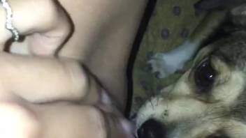 Tiny pup tonguing the chick's moist vagina on video