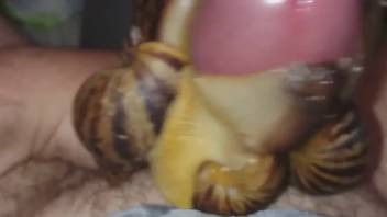 Uncircumcised dick being coated in dense snail slime