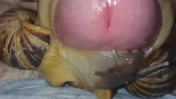 Mollusks eagerly satisfy a dude's rock-hard cock