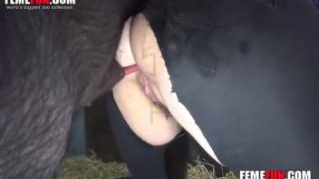 Sexy woman in torn trousers is being intensely pounded by a swine