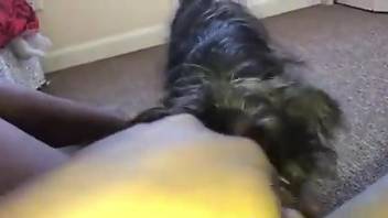 POV cunnilingus video with a really kinky doggo