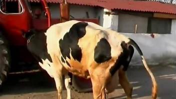 Brunette babe finds a cow and decides to sort of fuck it