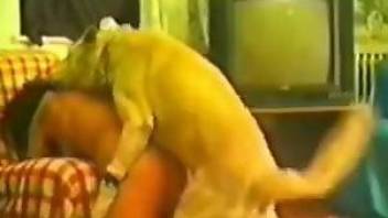 Screaming slut gets ruined by a horny young animal