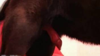 Voluptuous woman with a huge ass being pounded ferociously by a pup