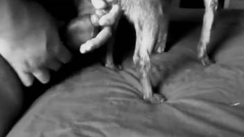 Guy is preparing to screw his small petite pup