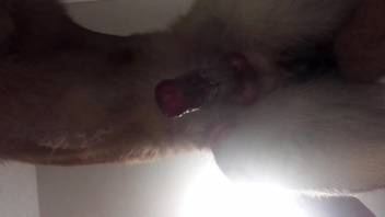 Scarlet-dicked beast flaunting for this aroused individual