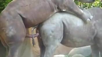 Rhino porn featuring two horny animals fucking each other