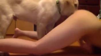 Moist vagina being passionately tongued by a perverted canine