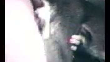 Guy's stiff dick wrecks a beast's snug tiny pussy