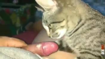 Guy compels his feline to tongue his dick while filming
