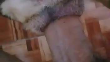 Guy with a bushy dick overpowers a beast's steamy cunt