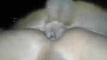 Intense backdoor pounding with a hot canine and a queer guy