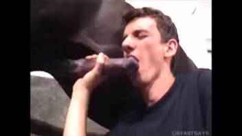 Obedient guy swallows deeply a stallion's rigid dick