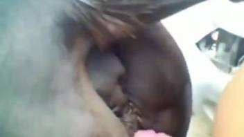 Horny guy fucking a mare's tight pussy from behind
