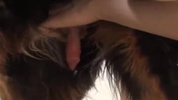 Enthusiastic bestiality enthusiast guy masturbates this dog's attractive dick