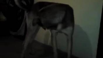 Enthusiastic bestiality enthusiast masturbating a creature's penis in a complimentary adult video