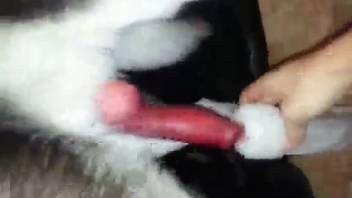 Canine penis being masturbated by an aroused bestiality lover